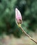 Pink flowers of Magnolia sulange