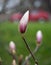 Pink flowers of Magnolia sulange