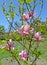 Pink flowers of a magnolia of Sulanzha Magnolia Ã—soulangeana Soul. - Bod