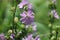 Pink Flowers Of the Mallow Family