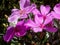 Pink flowers of the Manaca tree (Tibouchina mutabilis).