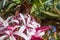 Pink flowers of mangrove lily. Mostly blurred closeup of exotic tropical flowers