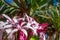 Pink flowers of mangrove lily. Mostly blurred closeup of exotic tropical flowers