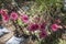 Pink flowers in the Maritime Alps