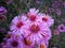 Pink flowers on a meadow