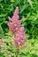 Pink flowers of medical for alternative medicine