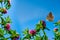 Pink flowers medicinal herb clover meadow closeup on blue sky backgroundt