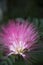 Pink flowers of the Mimosa sensitive plant