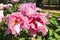 Pink flowers of the Moutan Peony