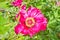 Pink flowers of Moutan peony in the garden. Summer and spring time