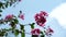 Pink flowers are moving in the wind in a garden on a bright sunny day