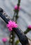 Pink flowers of the native rose, Boronia serrulata, growing amongst burnt blackened tree branches