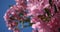 Pink Flowers, Nerium, Nerium oleander