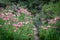 Pink flowers next to pathway in lush green garden