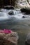 Pink flowers Oleander lie on a rock on the bank of a small river with small waterfalls and rapids