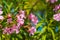 Pink flowers of oleander near the sea, fresh nature scene. Summer flowers