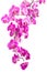 Pink flowers orchid
