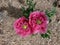 Pink flowers of Papaver somniferum, cultivated as ornemental plant whereas it could also be ised as medicinal plant