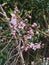 Pink Flowers on Peaches Tree Branch