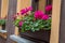 Pink flowers, Pelargonium, geraniums, storksbills in wooden pot