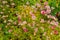 Pink flowers of perennial plant saxifrage. Saxifrage blooms in the garden in summer