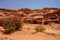 Pink flowers in Petra Jordan