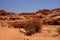 Pink flowers in Petra Jordan