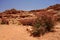 Pink flowers in Petra Jordan