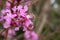 Pink flowers - Physocalymma scaberrimum - at Brazilian Savanna.