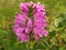 Pink flowers Physostegia virginiana or False dragonhead