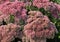 Pink flowers. pink Eupatorium