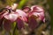 Pink flowers of a pitfall plant