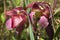 Pink flowers of a pitfall plant