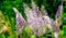 Pink flowers of a plant around a forest area