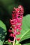 Pink Flowers and Pokeweed Berries