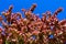 Pink flowers of ponytail palm, elephant`s foot tree