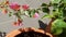 pink flowers, potted plants, sunlight, beautiful, wonderful, blooming, orange, Bougainvillea
