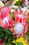 Pink flowers Proteas in a flower shop. Floral background