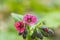 Pink flowers Pulmonaria lungwort soft focus