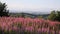 Pink flowers Quantock Hills Somerset countryside views towards Hinkley Point Nuclear Power station