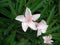 Pink flowers after the rains.