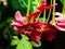 Pink flowers of Rangoon creeper or Chinese honeysuckle