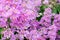 Pink flowers realistic painting effect by photoshop