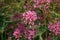 Pink flowers of Red Valerian, Jupiters Beard, Centranthus ruber var. coccineus