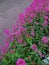 Pink flowers of red valerian, which is called jupiter beard