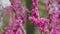 Pink Flowers On Redbud Tree. Pink Flowers Of Cercis Siliquastrum - Judas Tree In Spring. Close up.