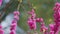 Pink Flowers On Redbud Tree. Pink Flowers Of Cercis Siliquastrum - Judas Tree In Spring. Close up.