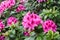 Pink flowers of Rhododendron bush.