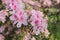 Pink flowers of a rhododendron close up