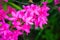 Pink flowers of Rhododendron prinophyllum, close up